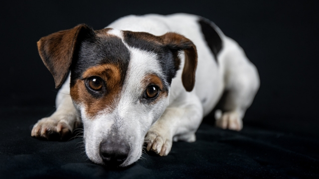 jack russell dog breeds most likely to run away