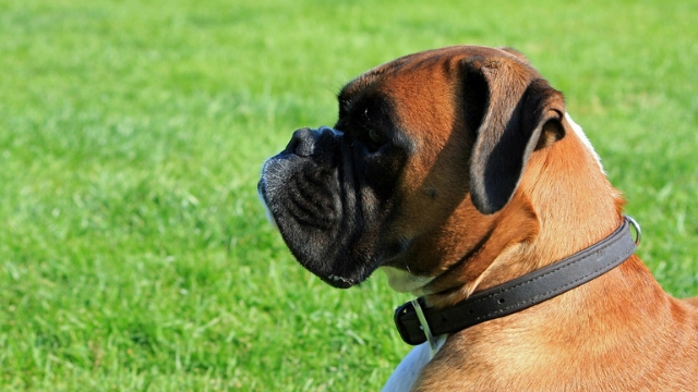 boxer dog breeds most likely to run away