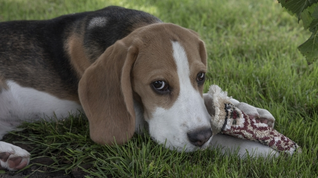 beagle dog breeds most likely to run away