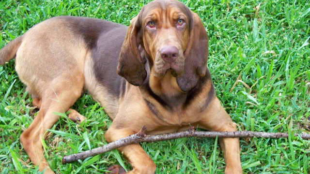 bloodhound dog breeds most likely to run away