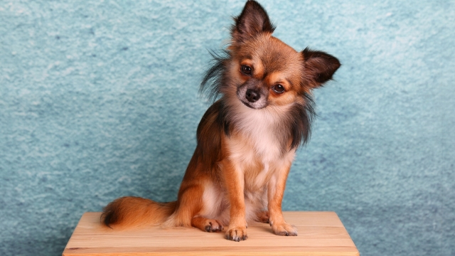 chihuahua dog breeds most likely to run away