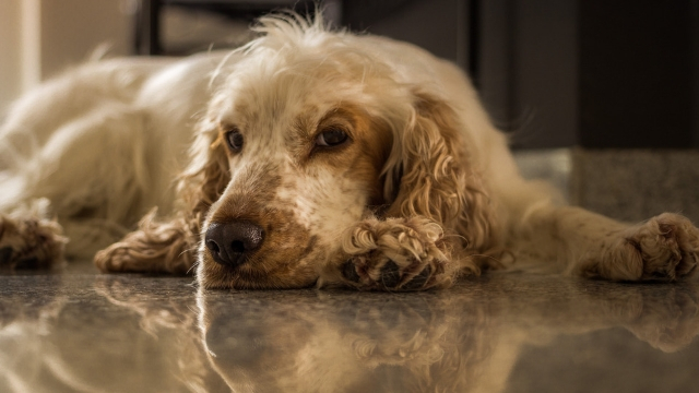 cocker spaniel dog breeds most likely to run away