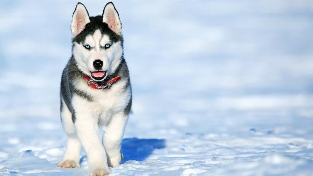 husky dog breeds most likely to run away