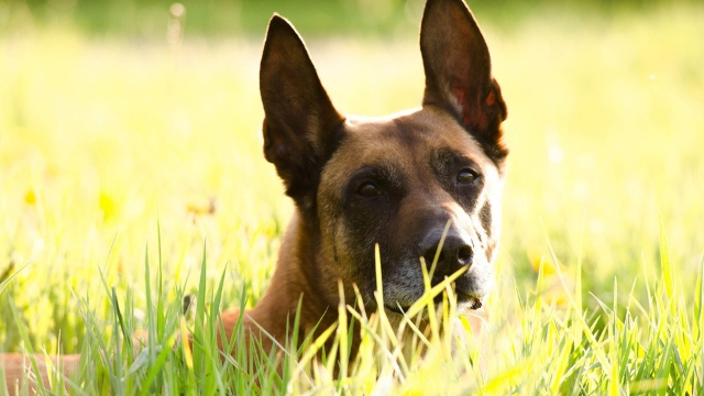 belgian malinois best guard dog breeds