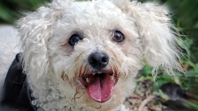 bichon-frise-best-dogs-for-first-time-owners