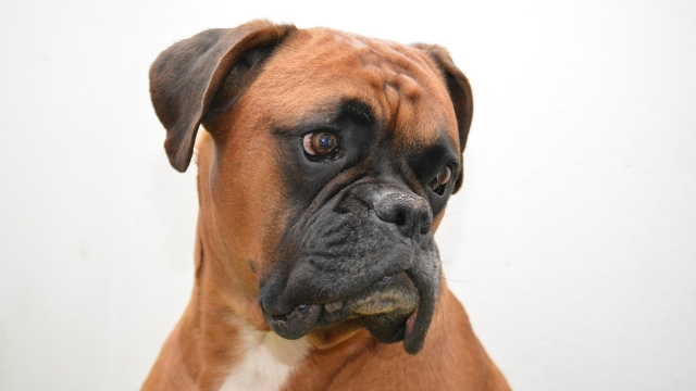 boxer best guard dog breeds