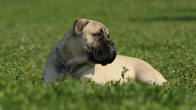 bullmastiff best guard dog breeds