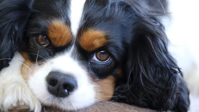 cavalier-king-charles-spaniel-best-dogs-for-first-time-owners