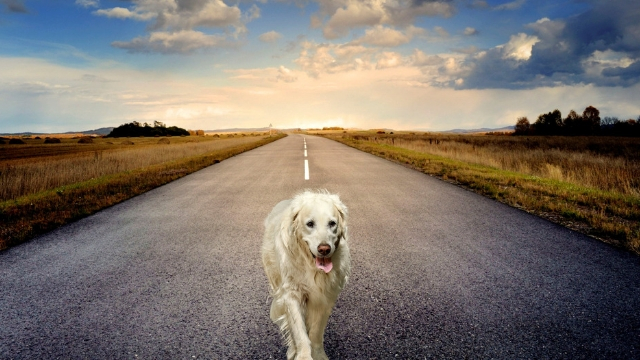 dog asphalt how to keep your dog cool