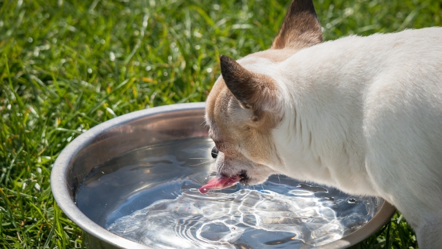 dog drinking how to keep your dog cool