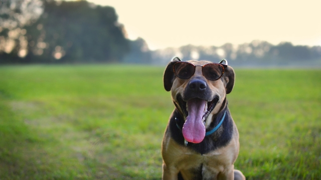 dog sunglasses how to keep your dog cool