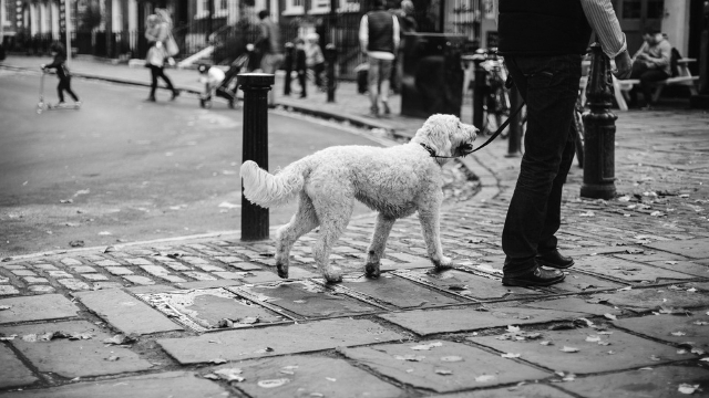 dog walk how to keep your dog cool