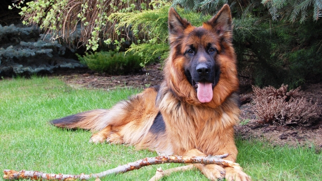 german shepherd best guard dog breeds