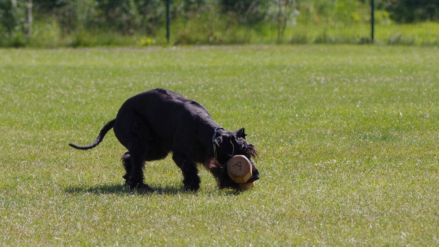 giant schnauzer best guard dog breeds