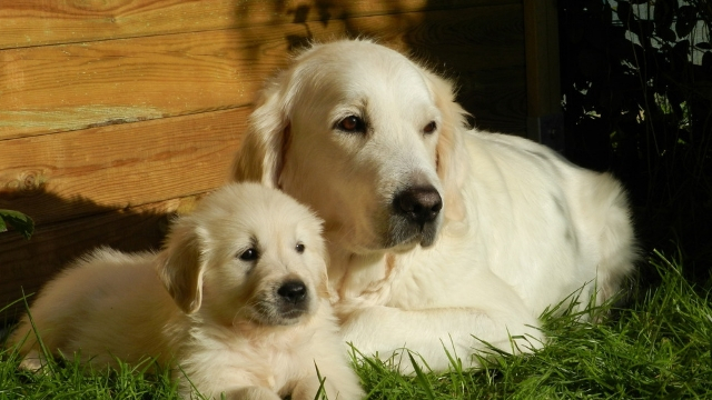 golden-retriever-best-dogs-for-first-time-owners