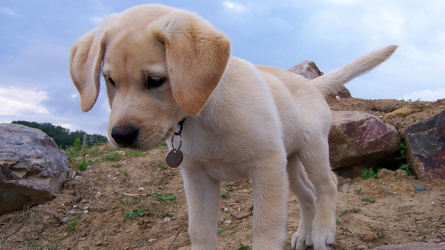 labrador-best-dogs-for-first-time-owners