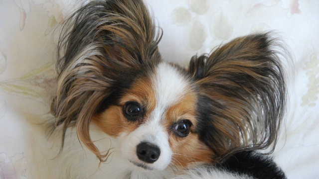 papillon-best-dogs-for-first-time-owners