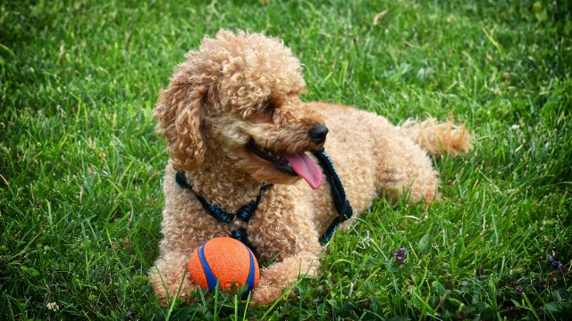 poodle-best-dogs-for-first-time-owners