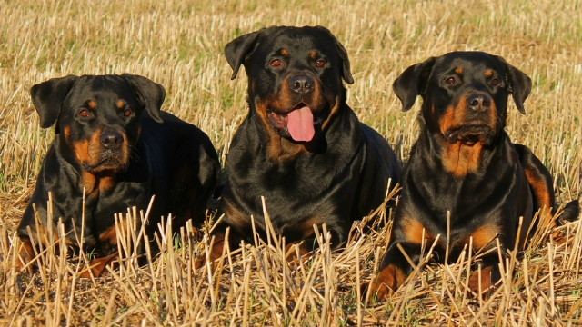 rottweiler best guard dog breeds