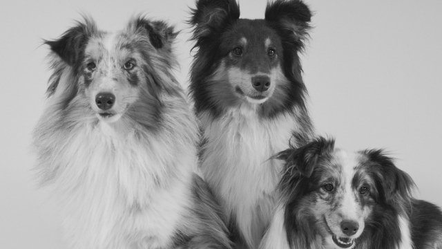 shetland-sheepdog-best-dogs-for-first-time-owners