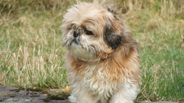 shih-tzu-best-dogs-for-first-time-owners