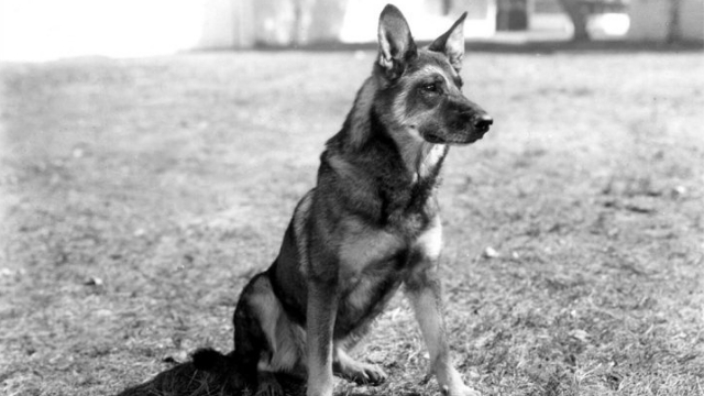 Rin Tin Tin famous dogs in history