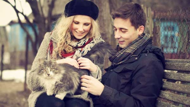 cat improves love benefits of raising a cat