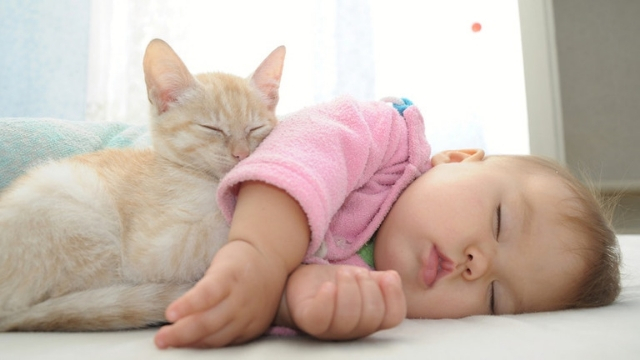 cats help sleeping benefits of raising a cat