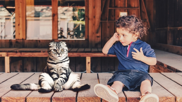 cats sociable benefits of raising a cat