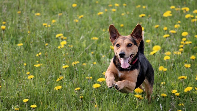 The Importance Of Regular Exercise For Dogs
