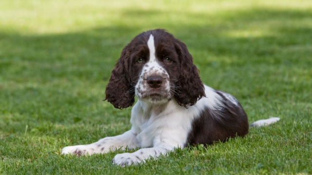 norfolk spaniel extinct dog breeds