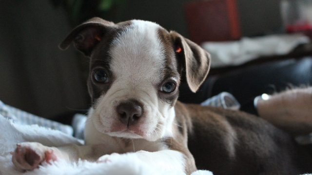 boston terrier best dog breeds for apartments