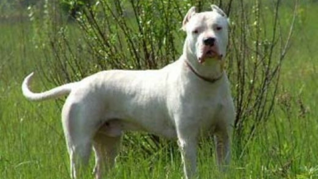 cordoba fighting dog extinct dog breeds