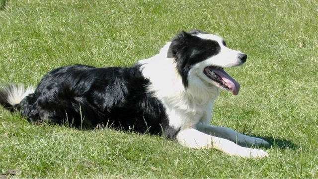 cumberland sheepdog extinct dog breeds