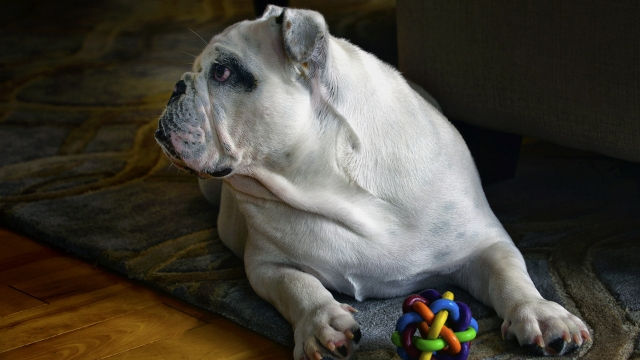 english bulldog best dog breeds for apartments