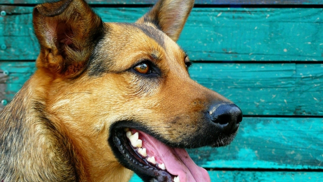 best guard dog breeds