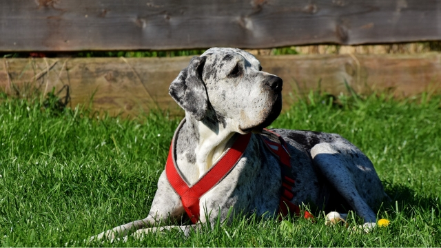 great dane best dog breeds for apartments