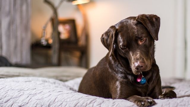 llabrador dog breeds most likely to run away