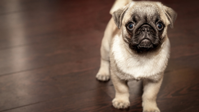 pug best dog breeds for apartments