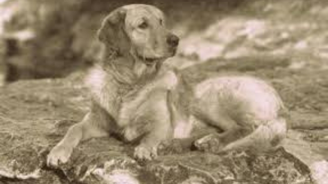 russian tracker extinct dog breeds