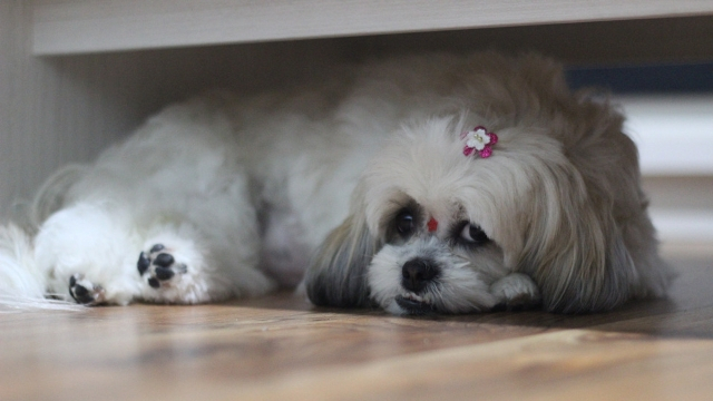 shih tzu best dog breeds for apartments