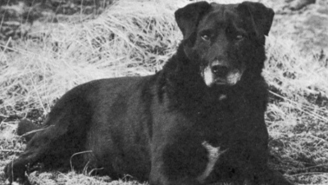 st johns water dog extinct dog breeds