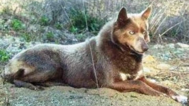 tahltan bear dog extinct dog breeds