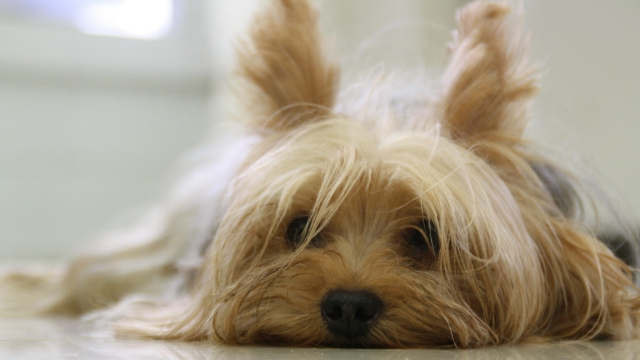 yorkshire terrier best dog breeds for apartments