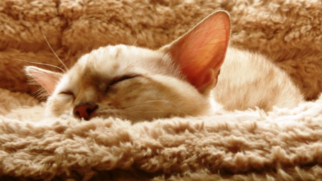 hypoallergenic cats benefits of raising a cat