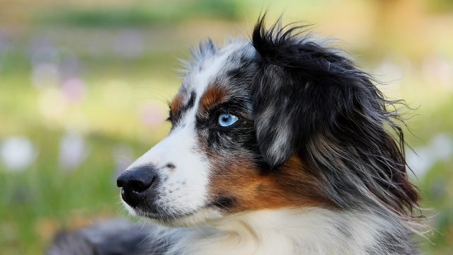 australian shepherd easiest dogs to train