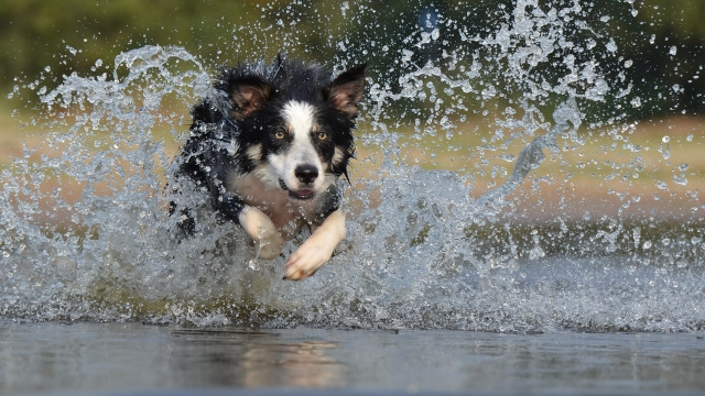 border collie easiest dogs to train