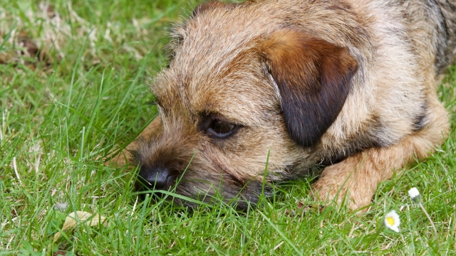 border terrier easiest dogs to train