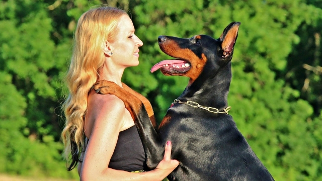 doberman pinscher easiest dogs to train