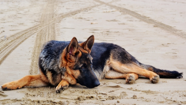 german shepherd easiest dogs to train